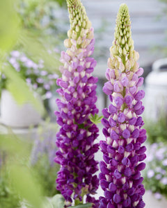 West Country Lupins - Shirley Anne - Large 5 litre pots