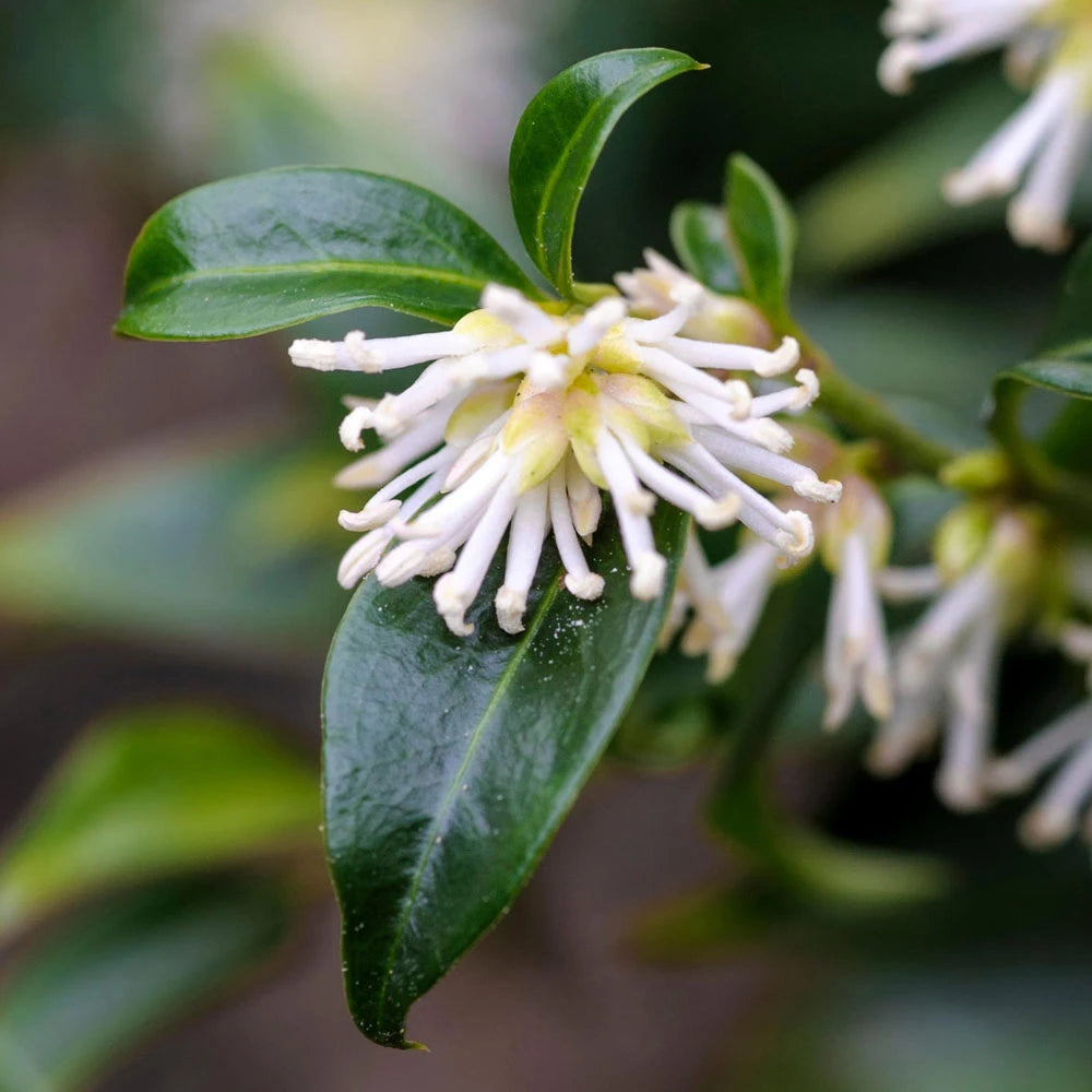 Sarcococca 1 ltr pot