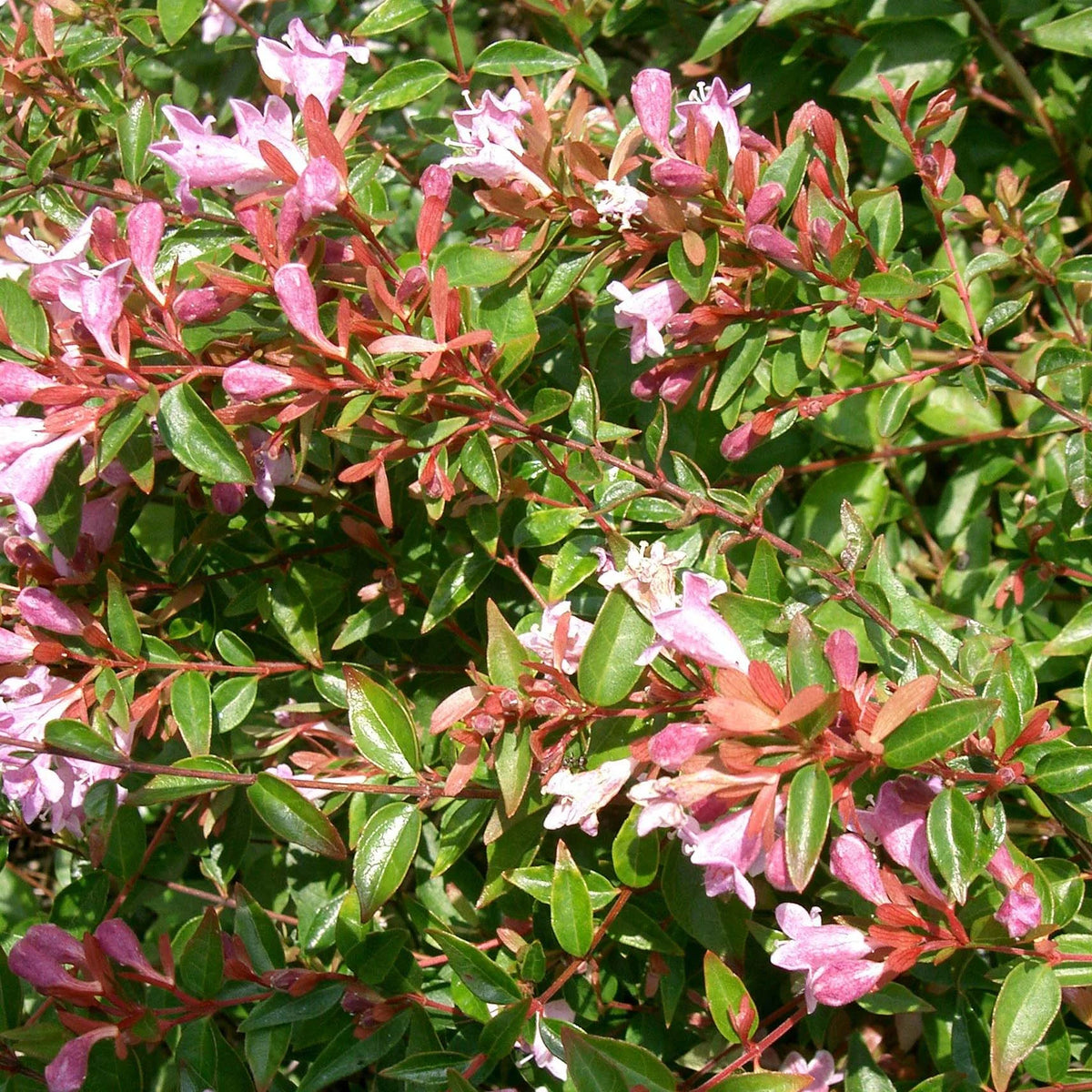 Abelia - Edward Goucher 1 ltr pot