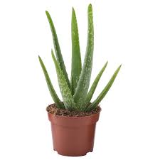 Aloe Vera plant
