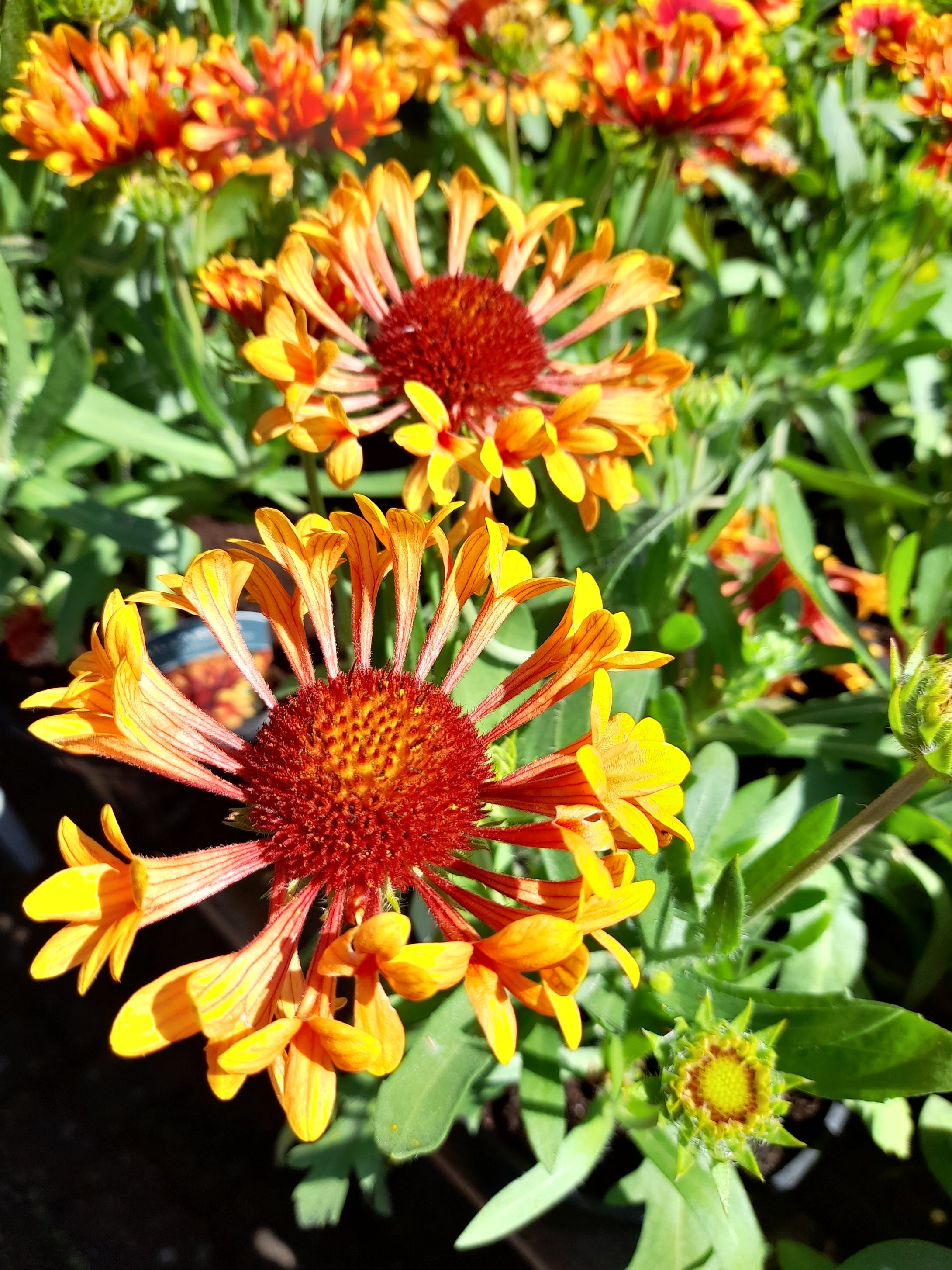 Gaillardia Fanfare Amber Glow - 2 Litre pots