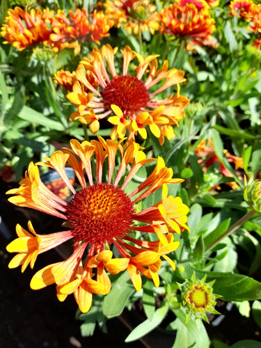 Gaillardia Fanfare Amber Glow - 2 Litre pots