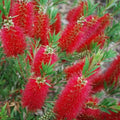 Callistemon - Masotti Mini Red 1 ltr pot