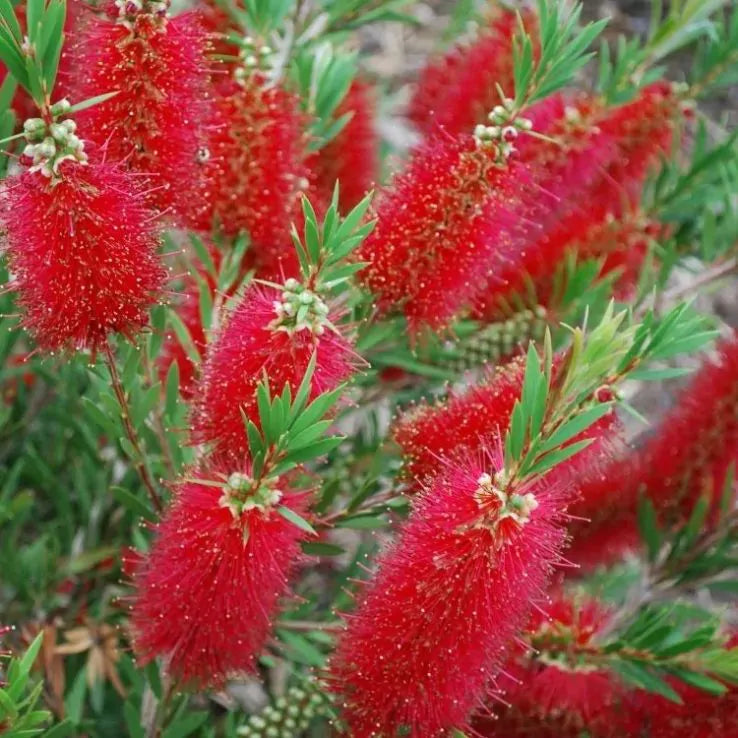 Callistemon - Masotti Mini Red 1 ltr pot
