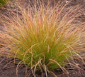 Carex Testacea 1ltr pot