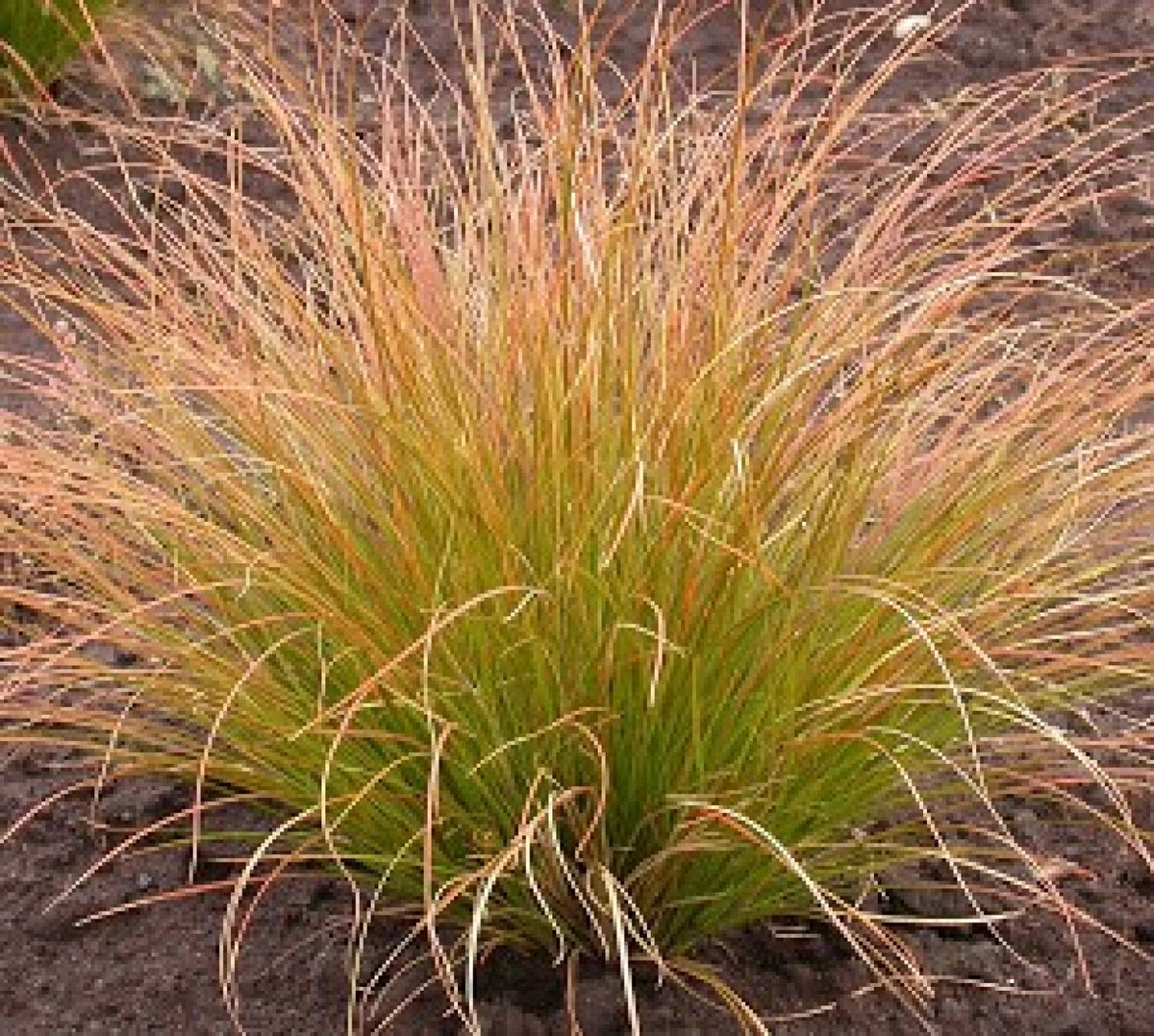 Carex Testacea 1ltr pot