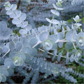 Eucalyptus - Baby Blue 1 ltr pot