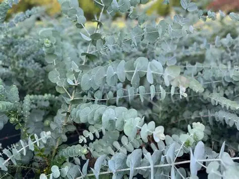 Eucalyptus - Silver Dollar 1 ltr pot