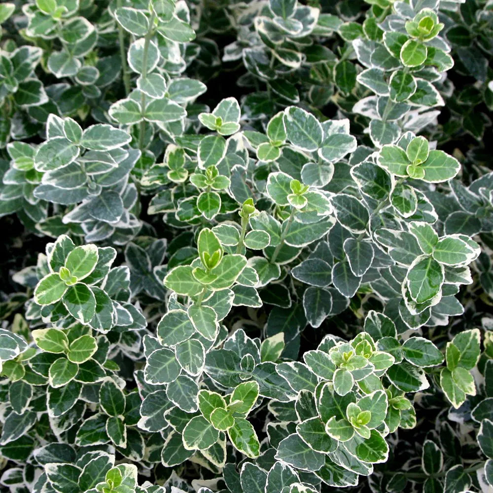 Euonymus - Emerald Gaiety 1 ltr pot