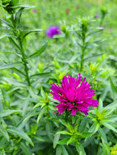 Load image into Gallery viewer, Aster novi-belgii Henry 1 - 2 Litre pots