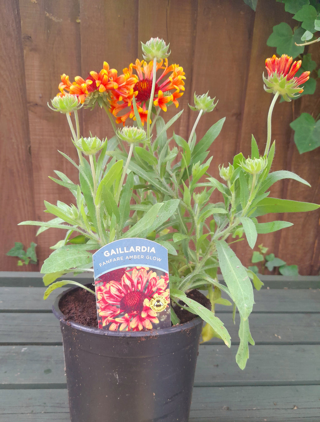 Gaillardia Fanfare Amber Glow - 2 Litre pots
