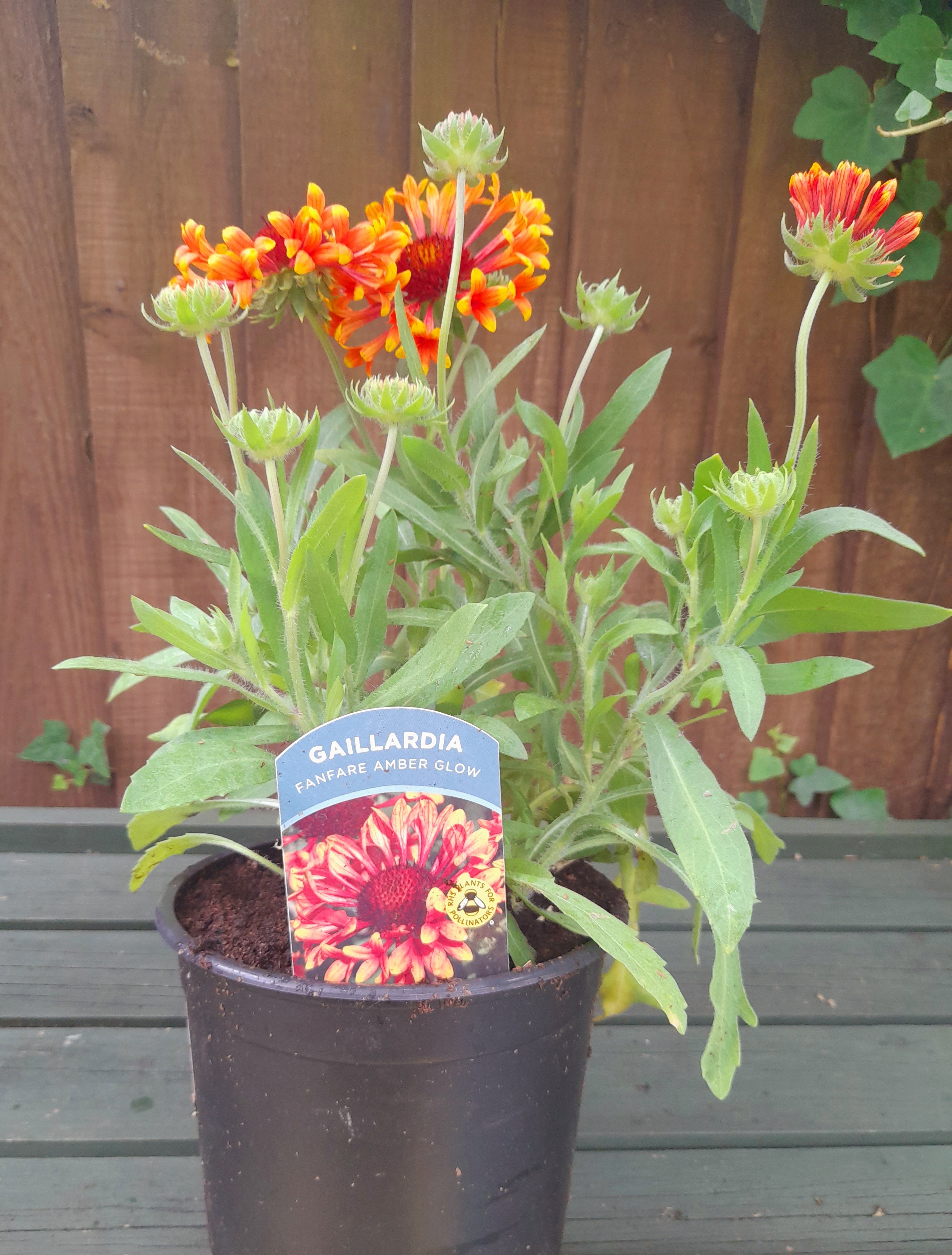 Gaillardia Fanfare Amber Glow - 2 Litre pots