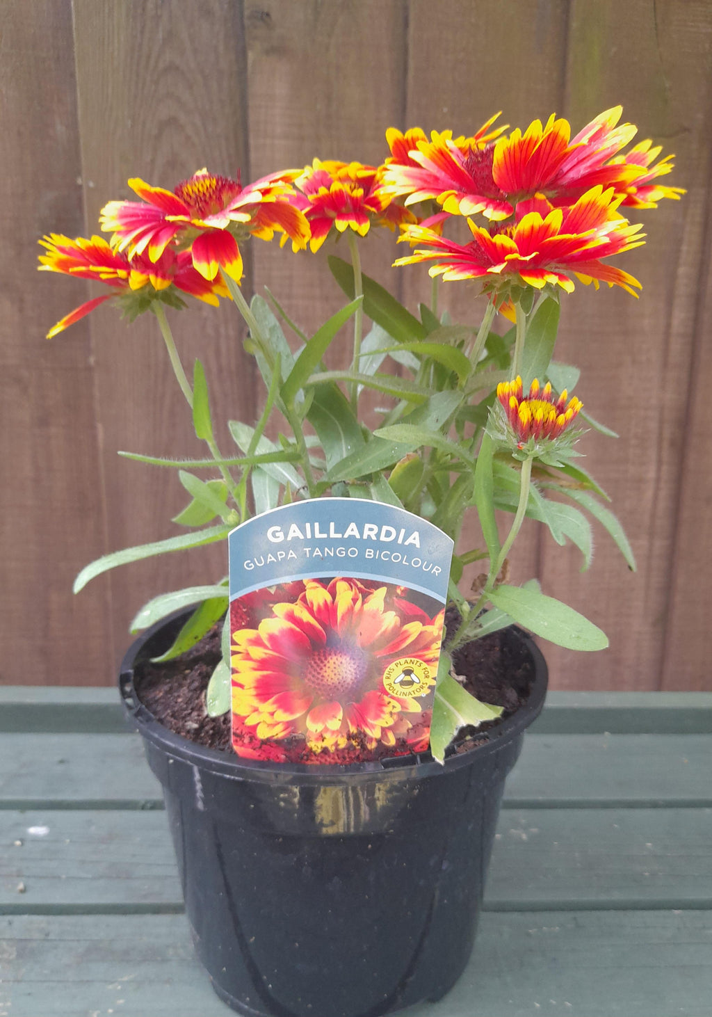 Gaillardia Guapa Tango Bicolour - 2 Litre pots