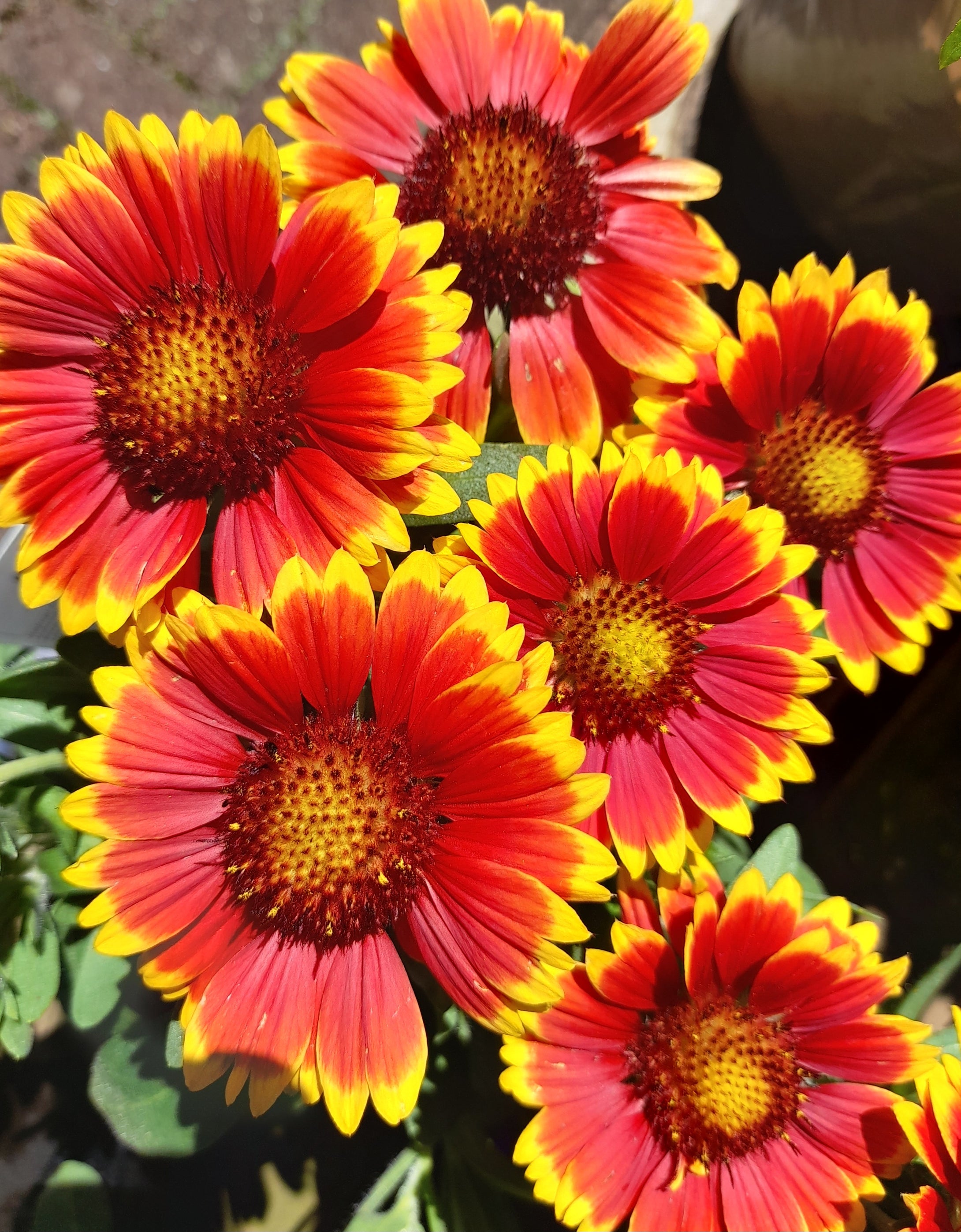 Gaillardia Guapa Tango Bicolour - 2 Litre pots