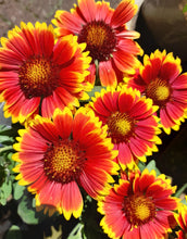 Load image into Gallery viewer, Gaillardia Guapa Tango Bicolour - 2 Litre pots