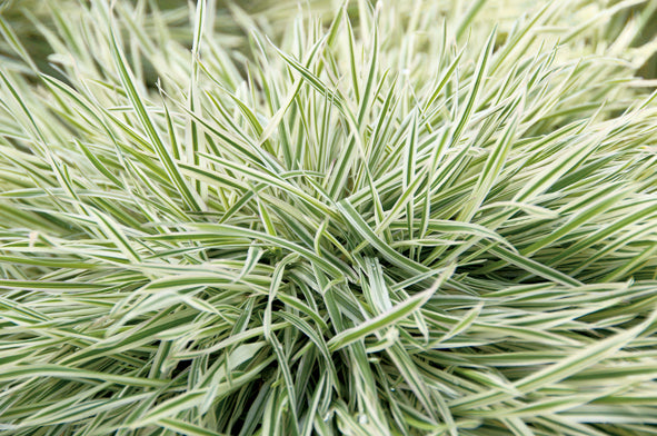 Holcus Mollis - Albovarigata 1 ltr pot