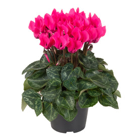 Cyclamen - Mini Salmon 10.5mcm pot