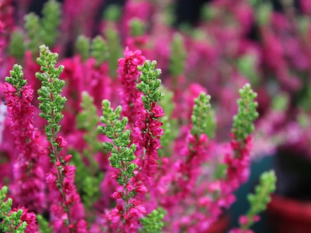 Heather - Caluna 9cm pot