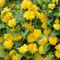 Kerria - Pleniflora 1 ltr pot