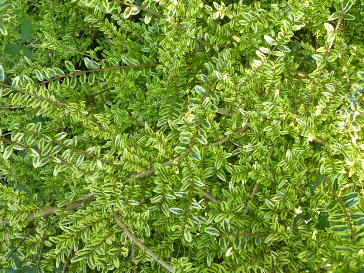Lonicera - Lemon Beauty 1 ltr pot