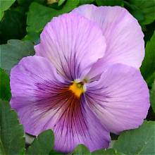 Viola - Blue Lagoon Trio Mix1 ltr pot