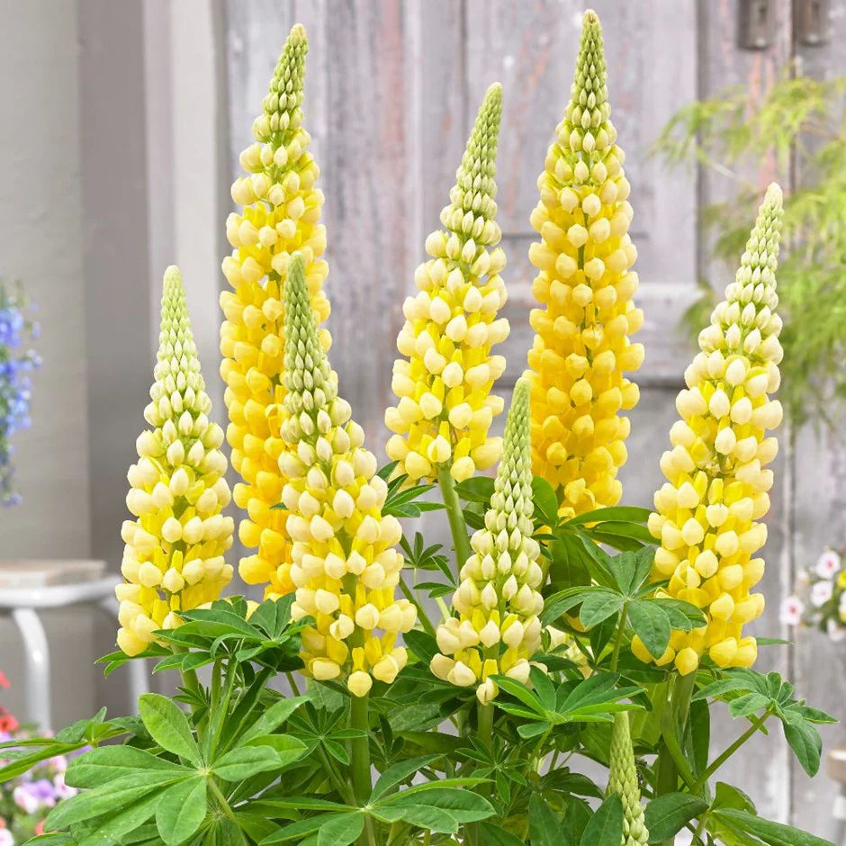 West Country Lupins - Desert Sun - Large 5 litre pots