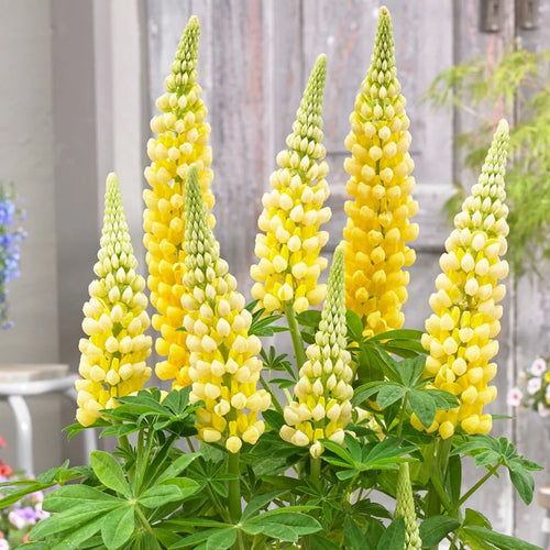 West Country Lupins - Desert Sun - Large 5 litre pots