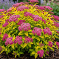 Spiraea - Firelight 1 ltr pot