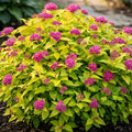 Spiraea - Golden Princess 1 ltr pot