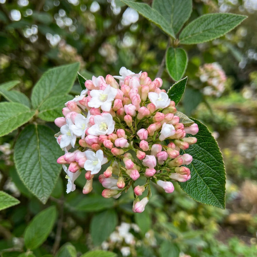 viburnum purpureum
