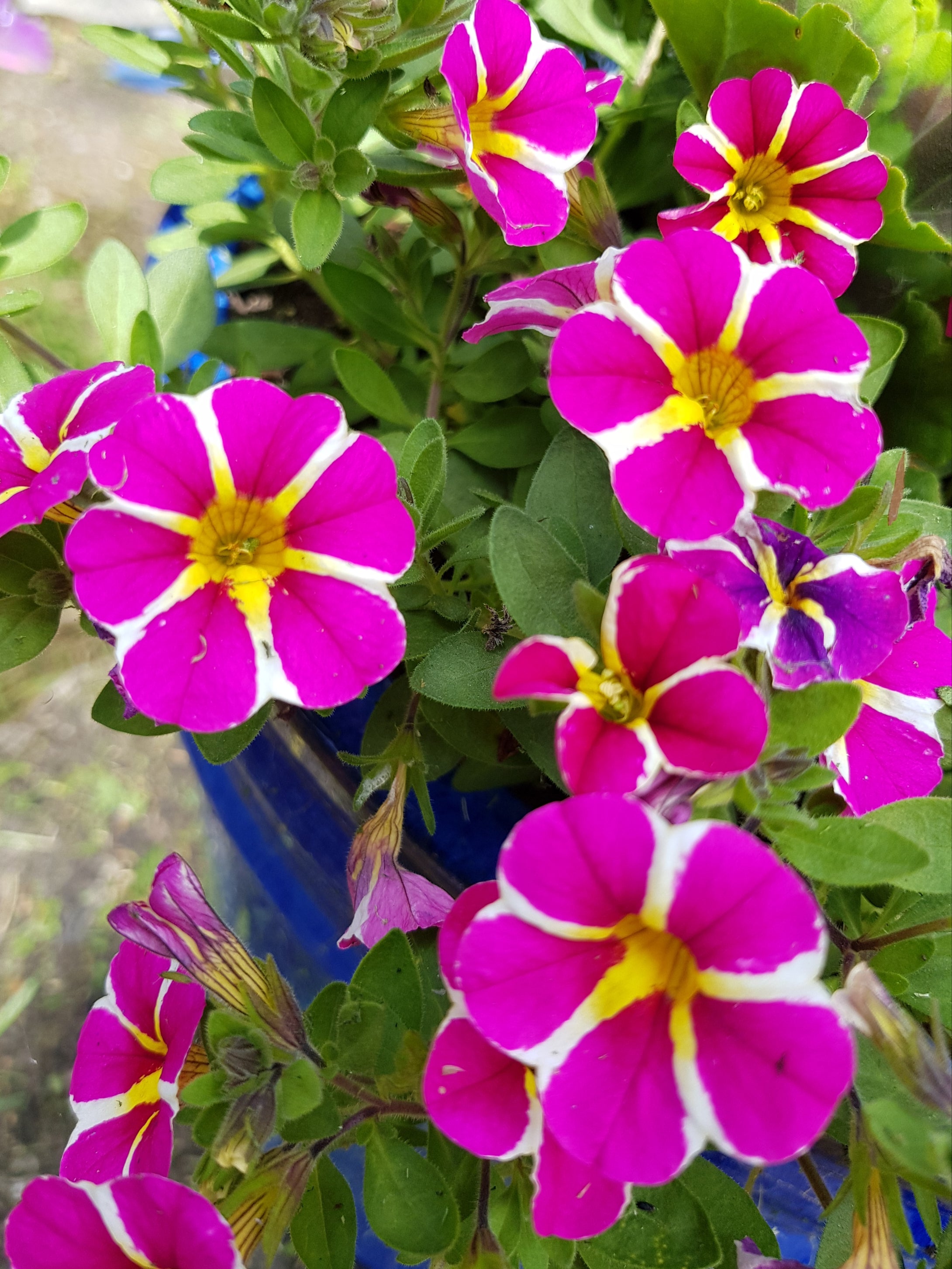Assorted collection of 12 Basket & Container plants in 9cm pots