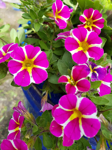 Assorted collection of 12 Basket & Container plants in 9cm pots