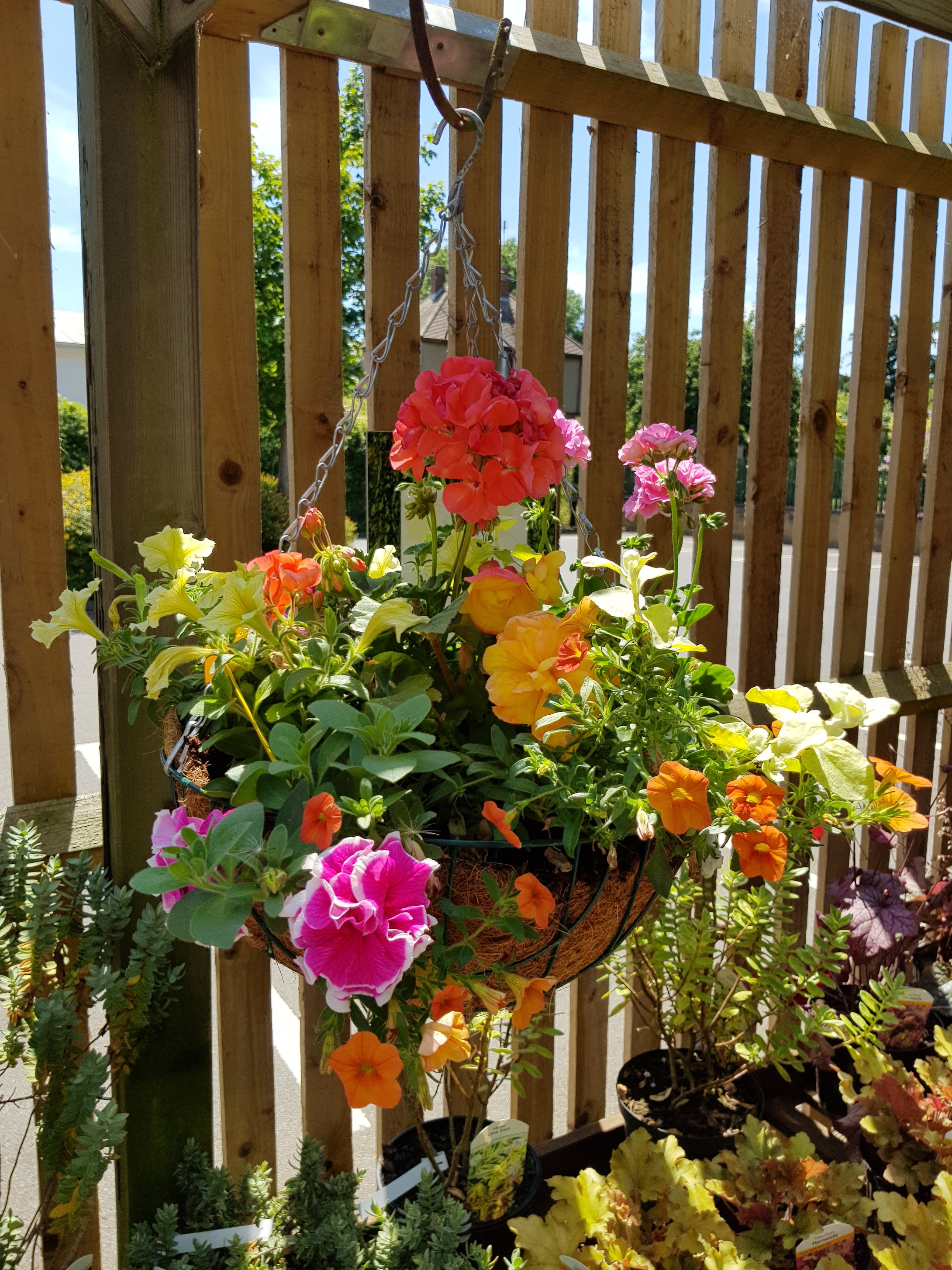 Single Traditional 16 inch (40.6cm) wire Hanging Basket planted