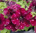Trailing Petunias x 6 Collection 9cm mixed varieties
