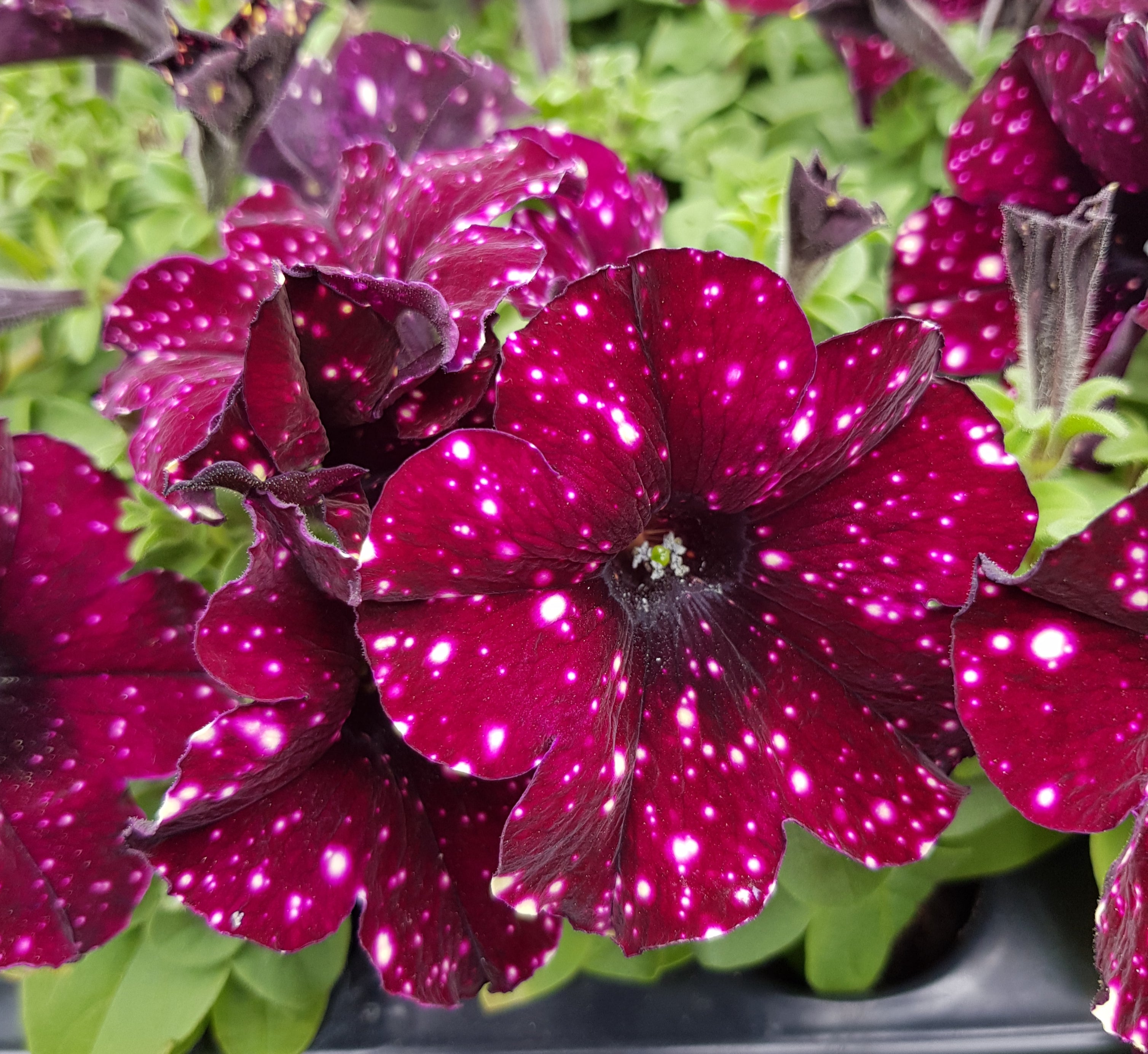 Trailing Petunias x 9 Collection 9cm mixed varieties