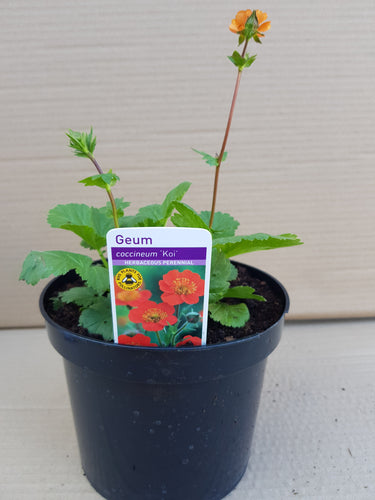 Geum coccineum Koi - orange 2 litre pots
