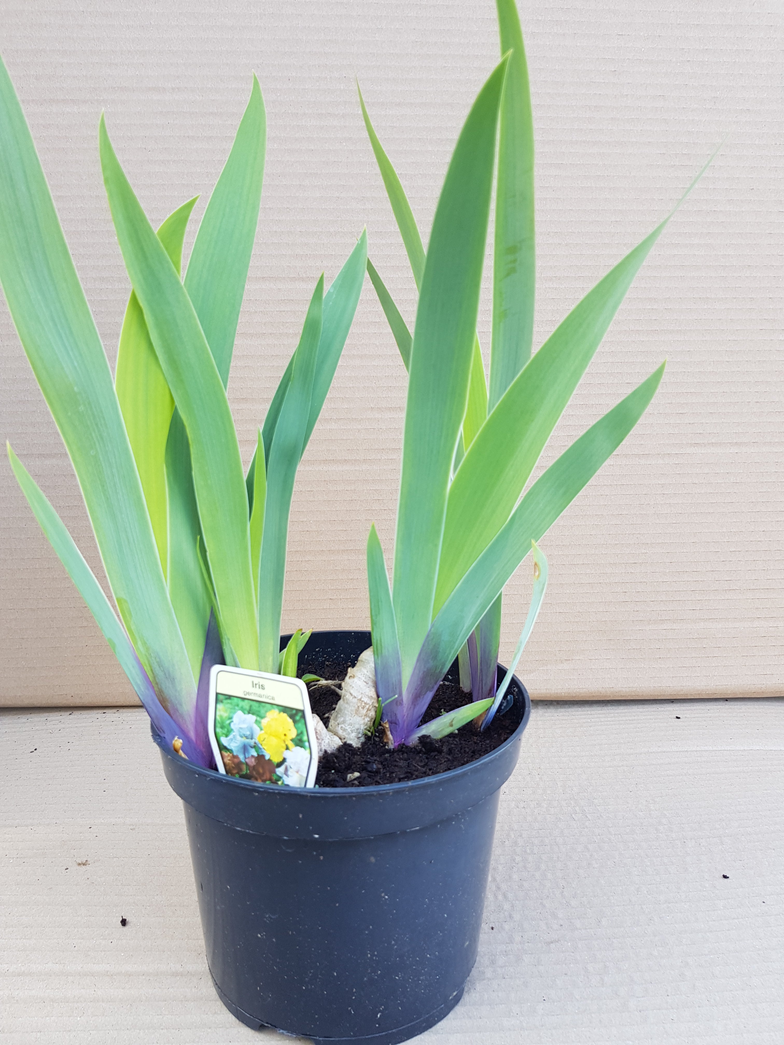 Iris Germanica Flag Iris mixed coloures - 3 litre pots