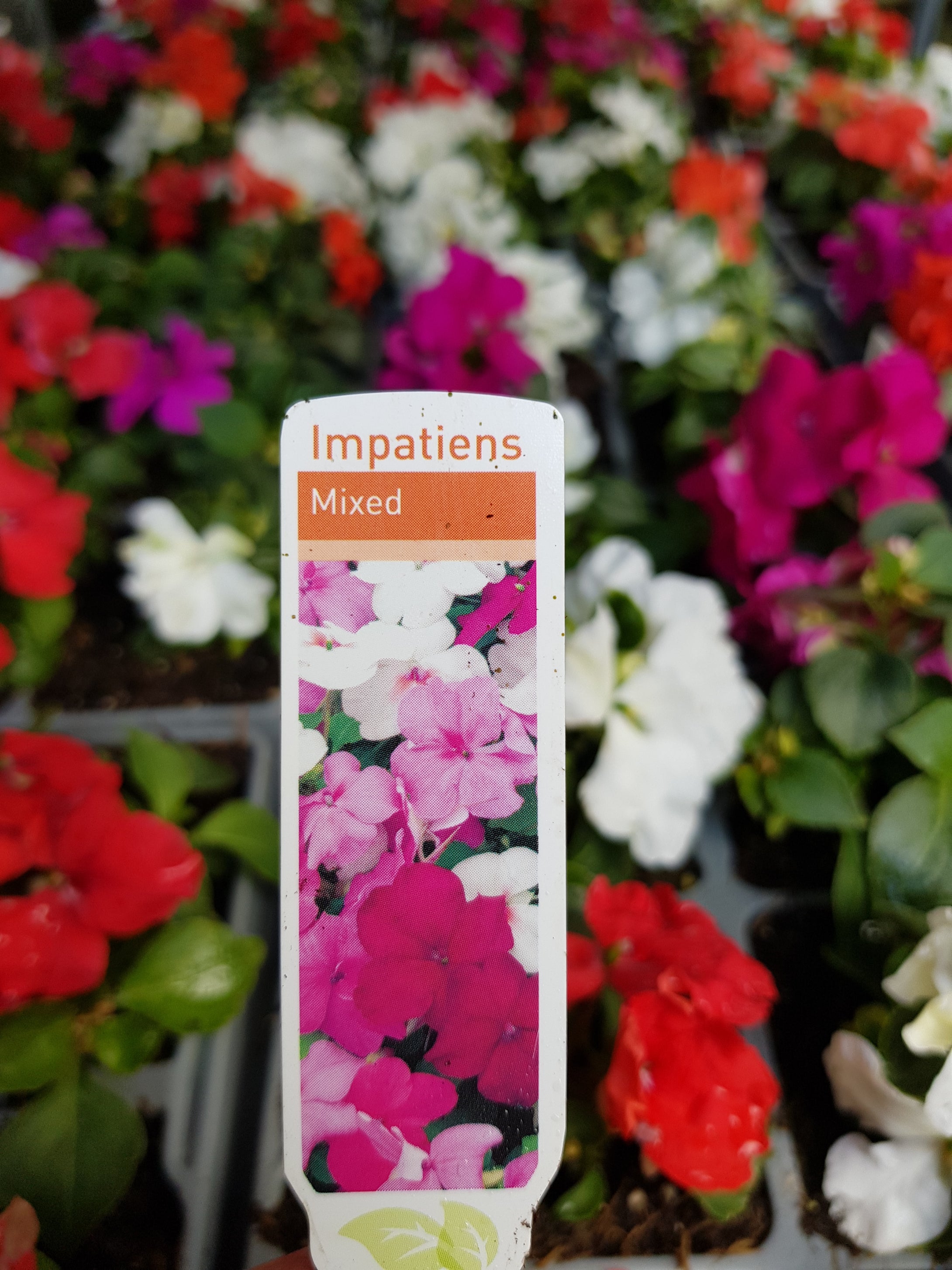 Busy Lizzie -  6 pack mixed colour