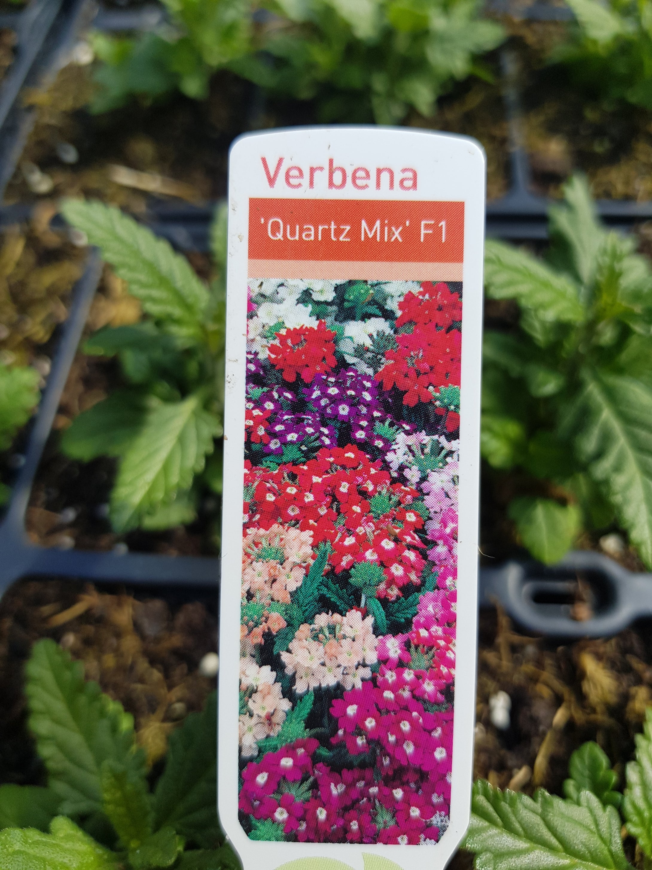 Verbena bush - mixed 6 pack