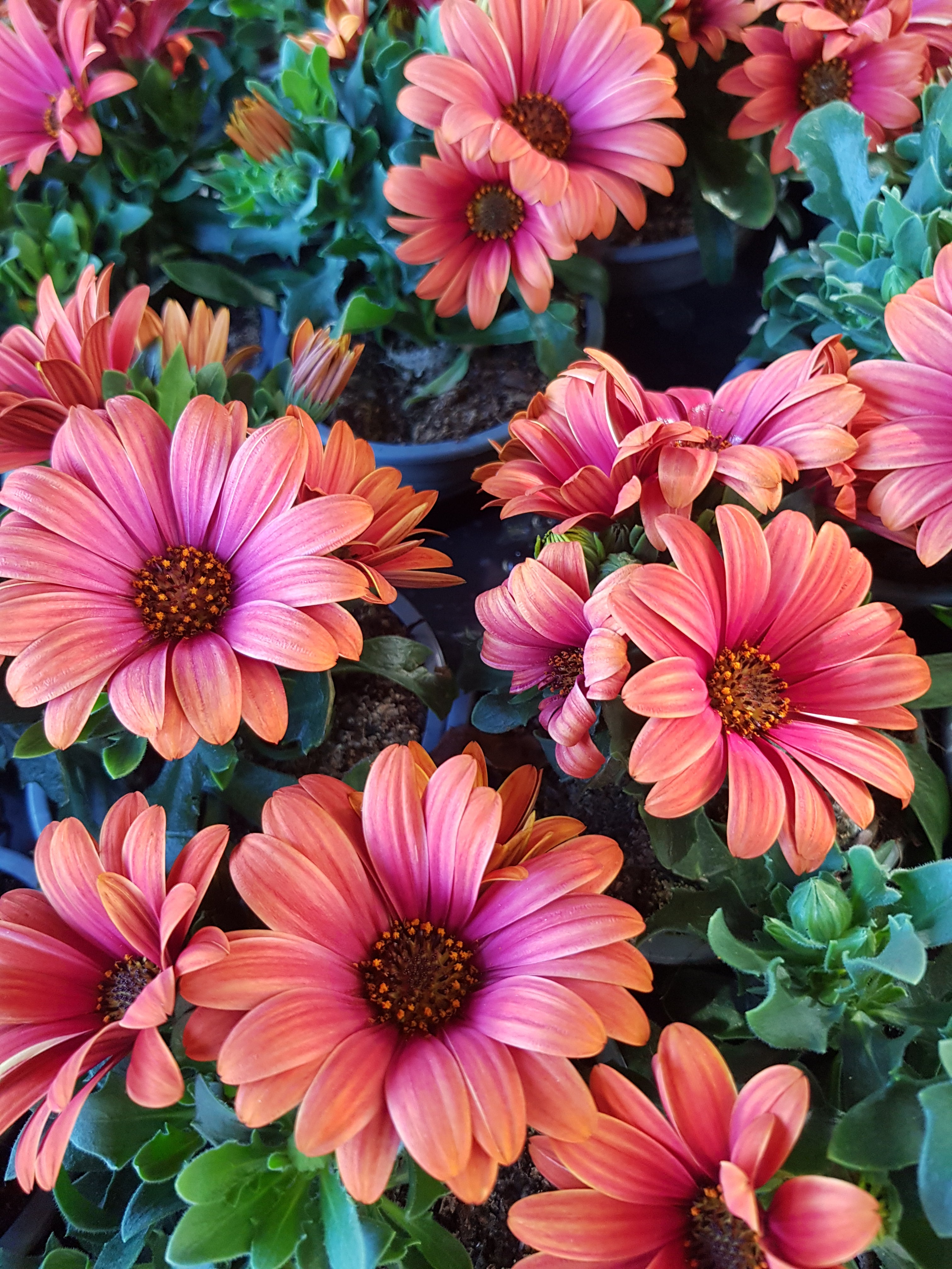 Osteospurmum 3 mixed plant selection 10cm pot SPECIAL OFFER