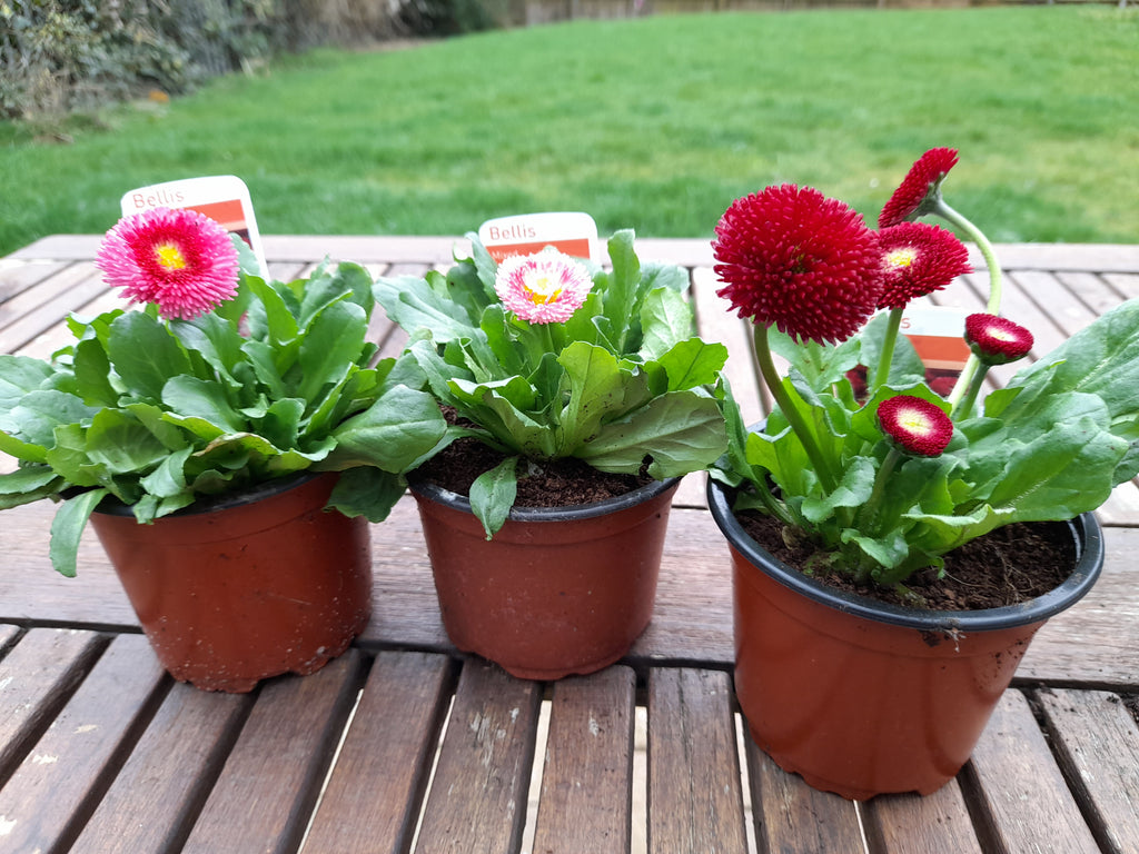 3 Bellis Perennis plants mixed 10.5cm pots