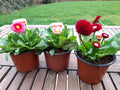 3 Bellis Perennis plants mixed 10.5cm pots