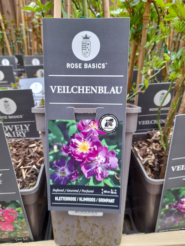Veilchenblau - Climber 3 Litre Pots