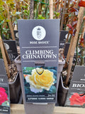 Climbing Chinatown - Climber 3 Litre Pots