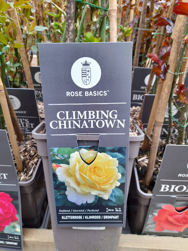 Climbing Chinatown - Climber 3 Litre Pots