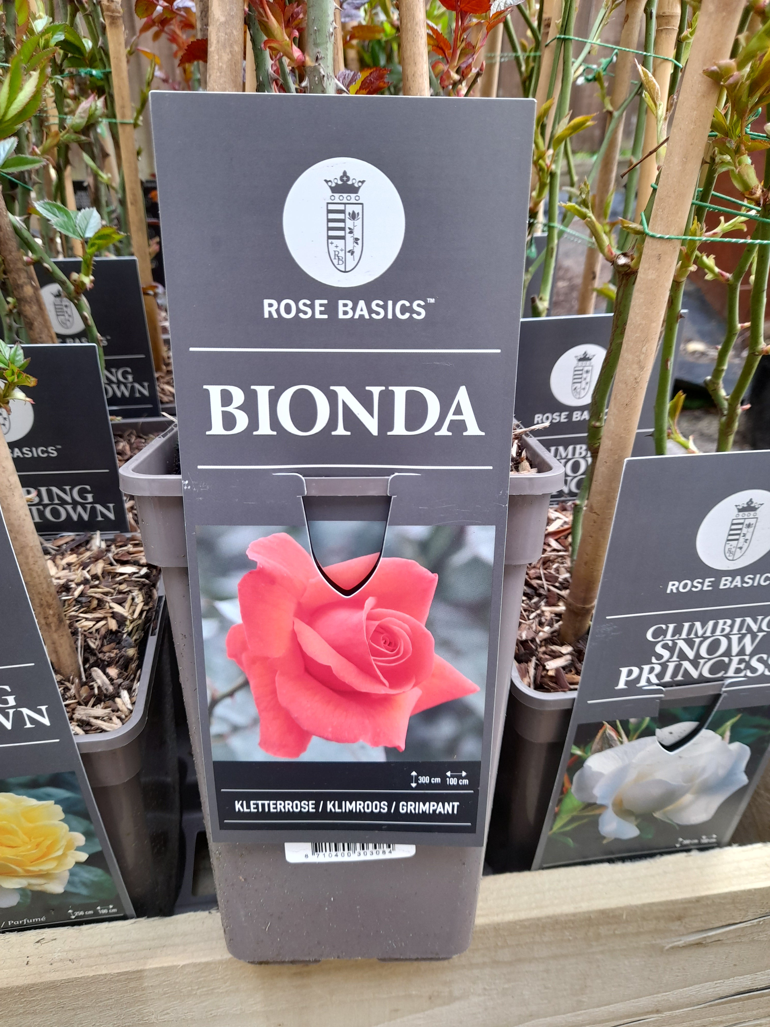 Bionda - Climber 3 Litre Pots