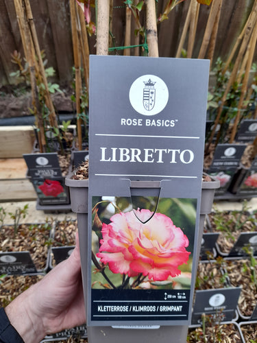 Libretto - Climber 3 Litre Pots