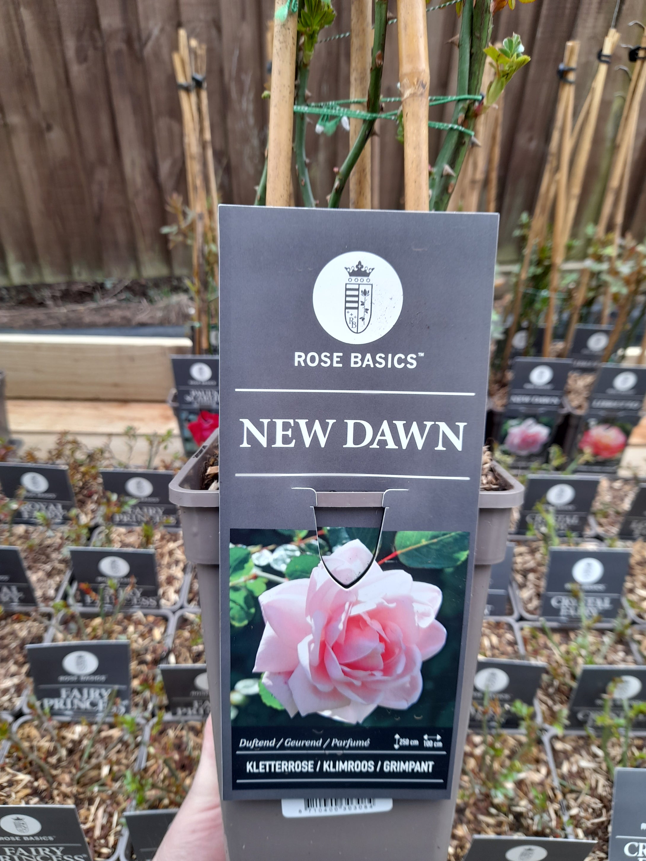 New Dawn - Climber 3 Litre Pots