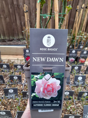New Dawn - Climber 3 Litre Pots
