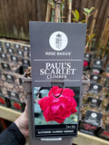 Paul's Scarlet - Climber 3 Litre Pots